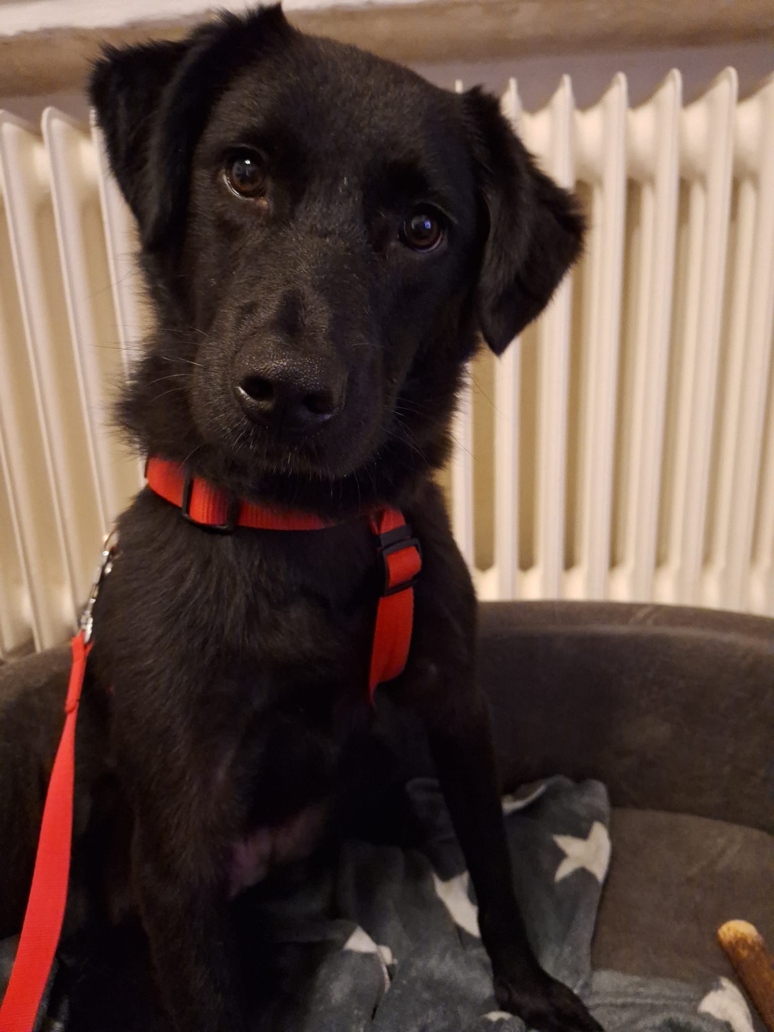 Charly is waiting for visitors in foster home in Wegberg! 🍀🙏