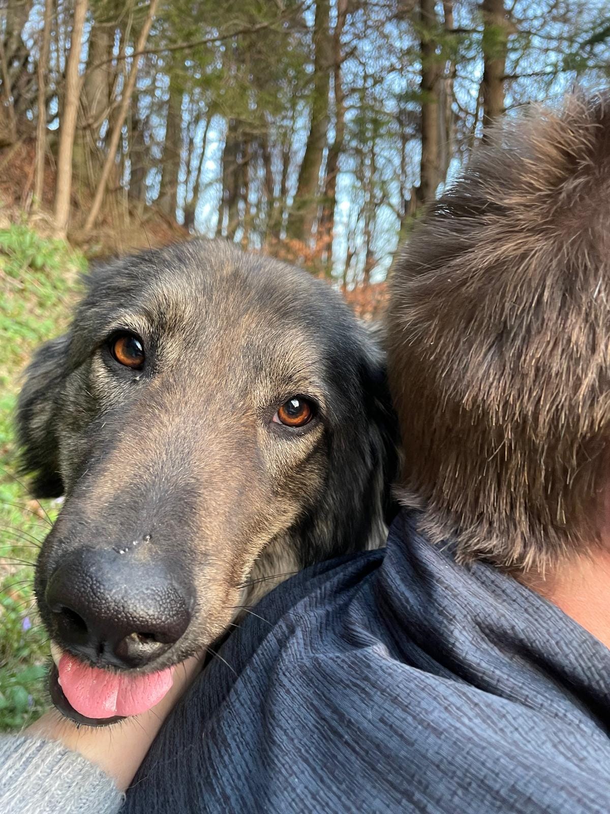 Cindy and her three pups Mandy, Banny and Ursi are staying with their rescuers forever! 🤗💖