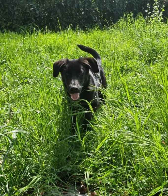 Maximus arrived safely and hopefully he will find his family soon 🙏🤗