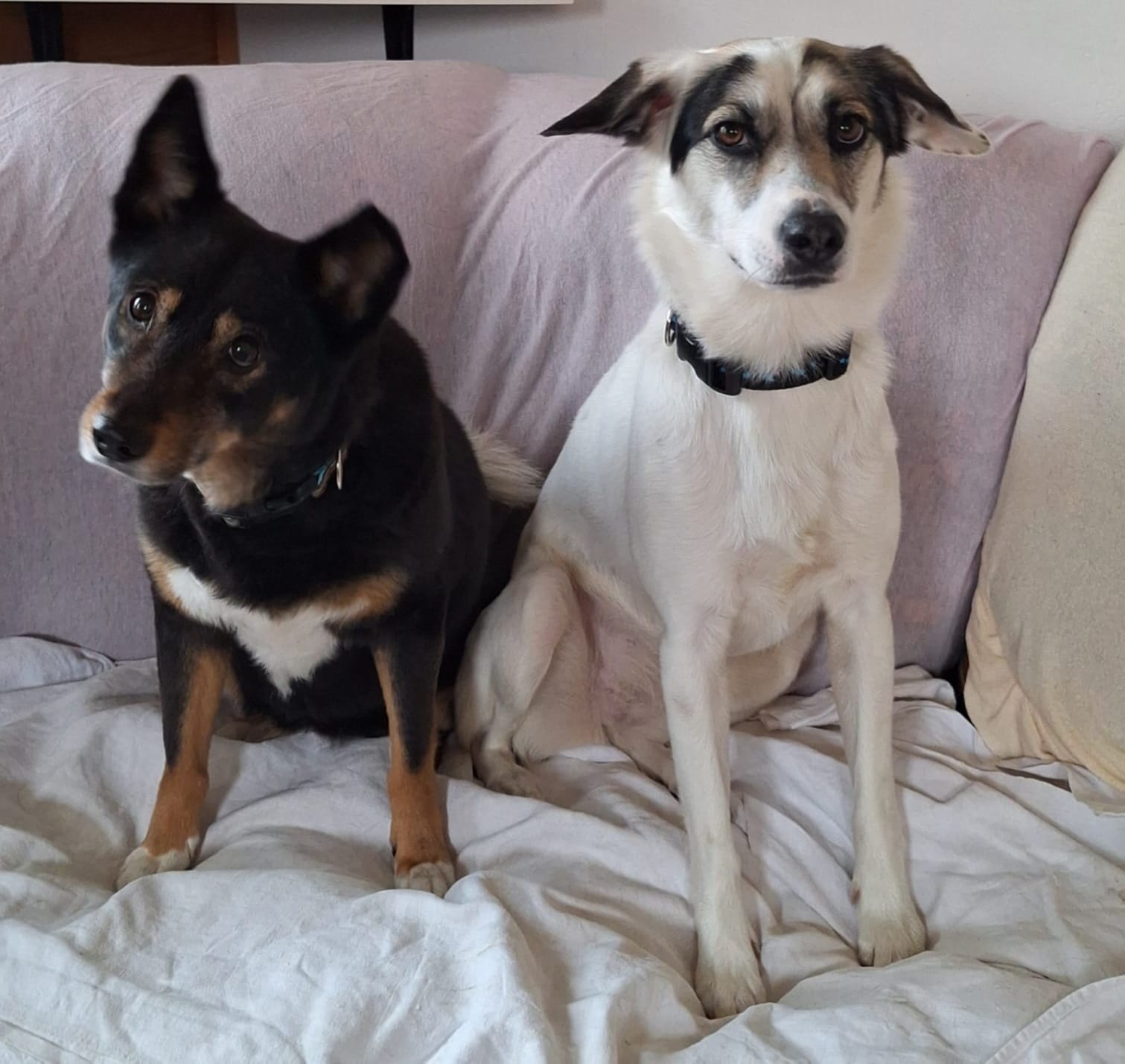 Fieby found her home! 🍀🥰