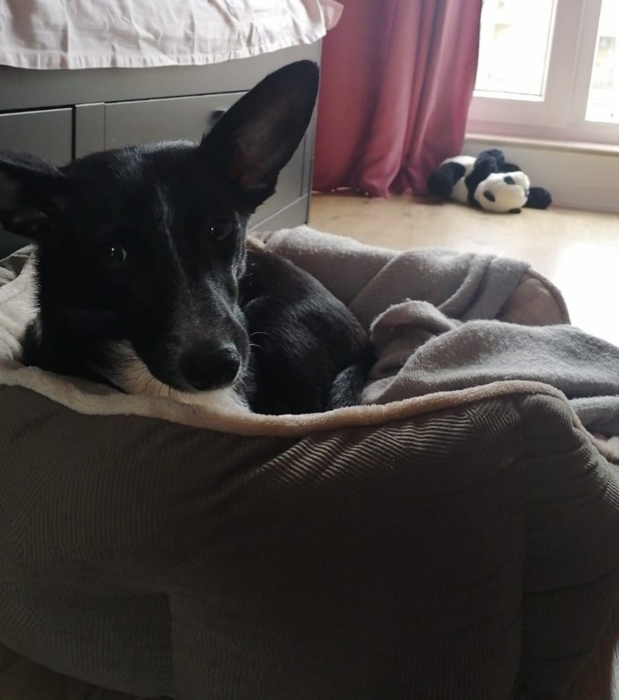 Lucky the mother dog of 6 puppies has been adopted. She lives in Bucharest and is happy 🤗