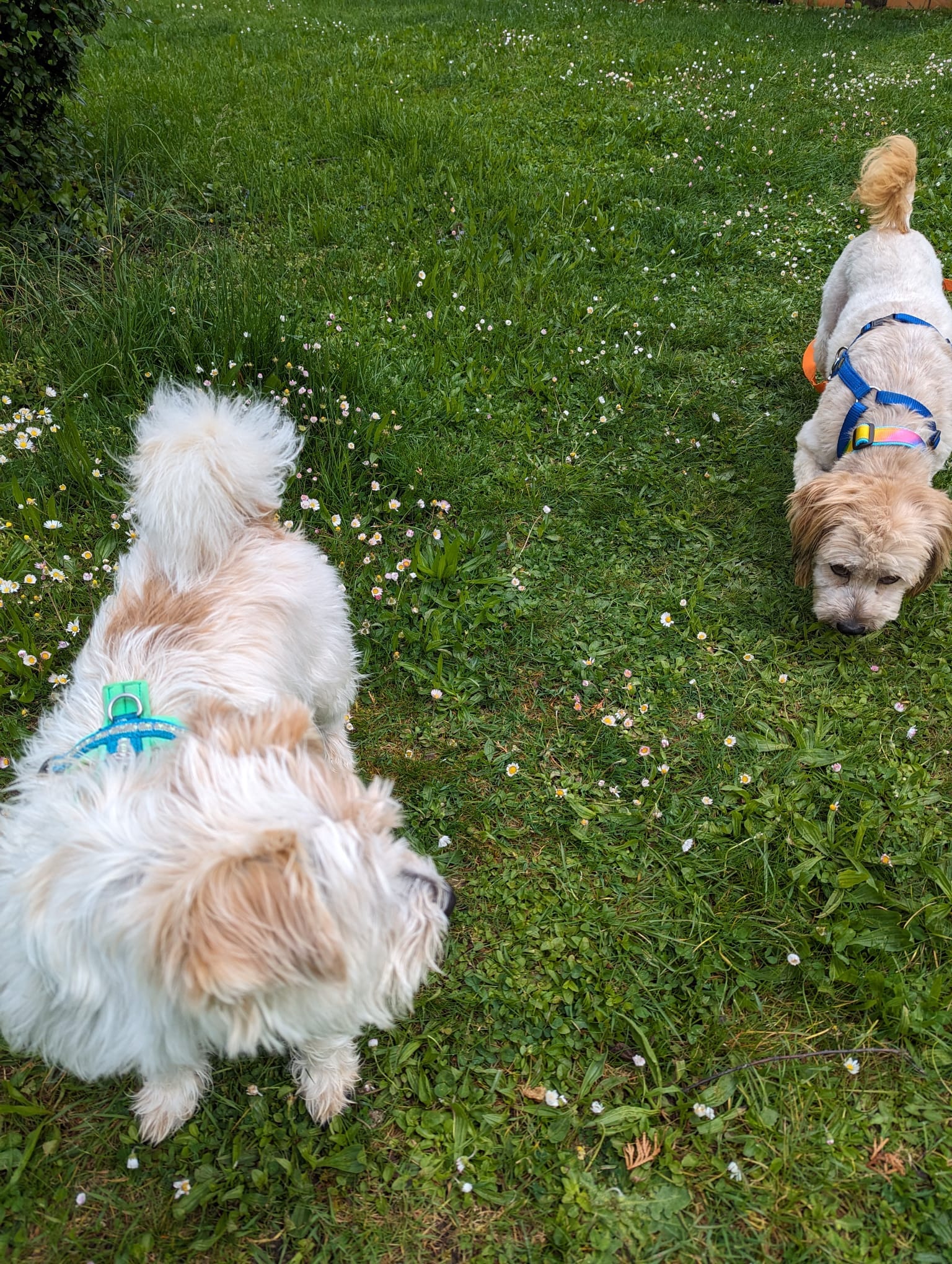 Bram has arrived well in his new home 💖