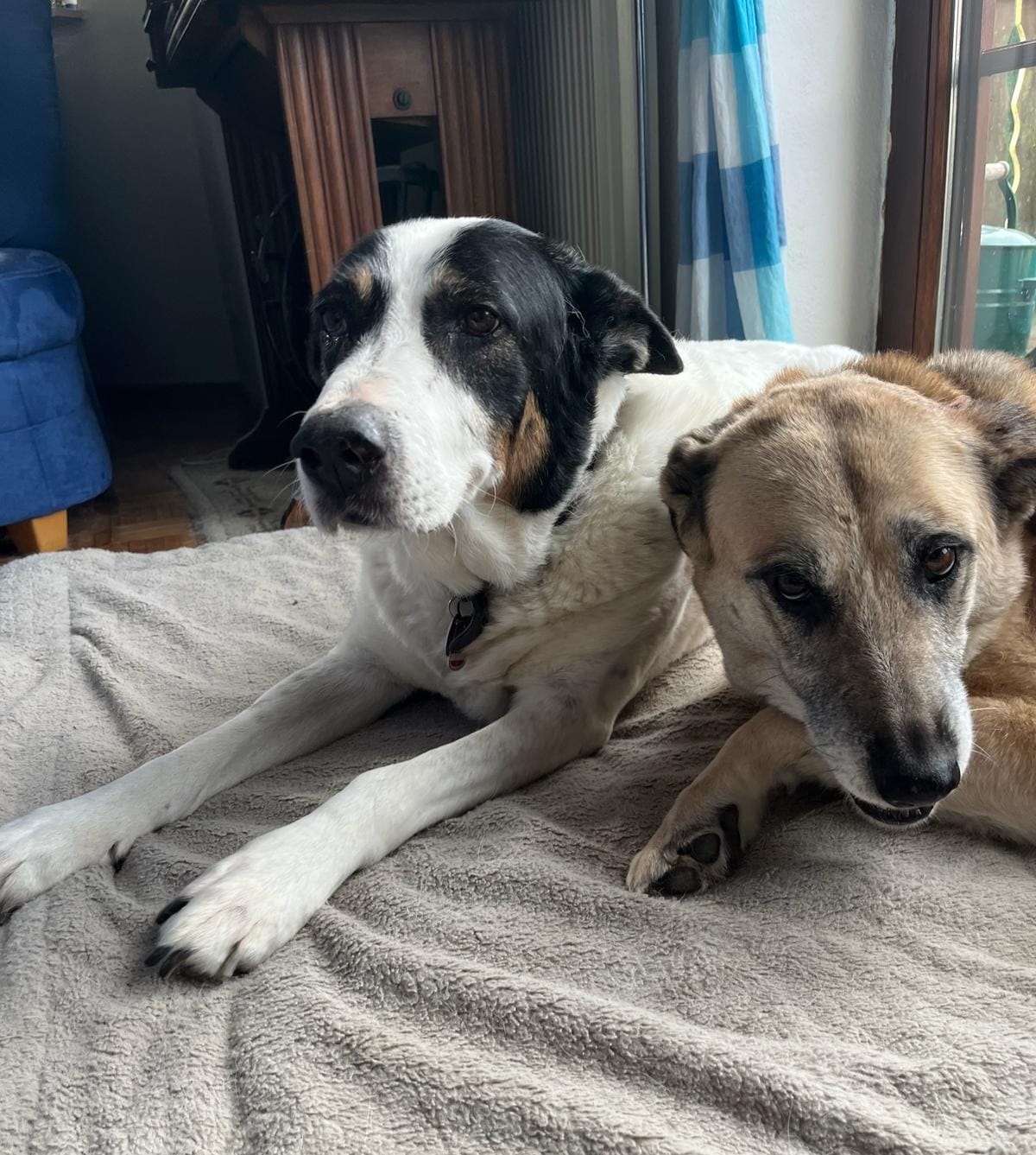 Lord, the last APA shelter dog to leave and who waited years behind bars for his chance, is very happy in his new life 🍀🥰