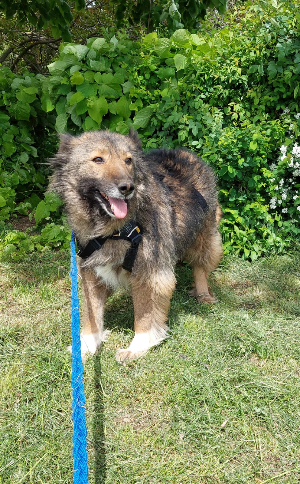 The lovely Becky from Nicoleta is now also adopted! 🤗🙏