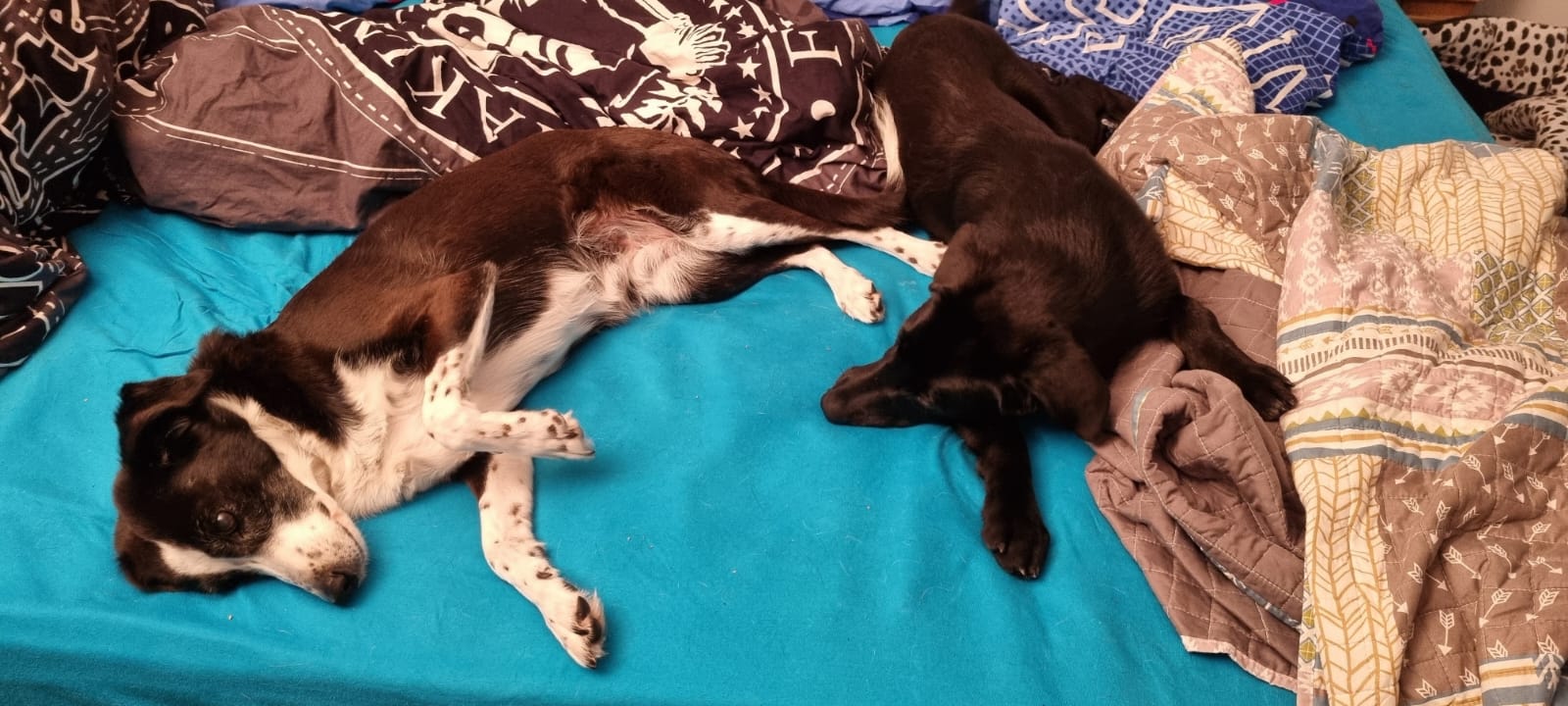 Happy ending for Maximus! 🤗💖