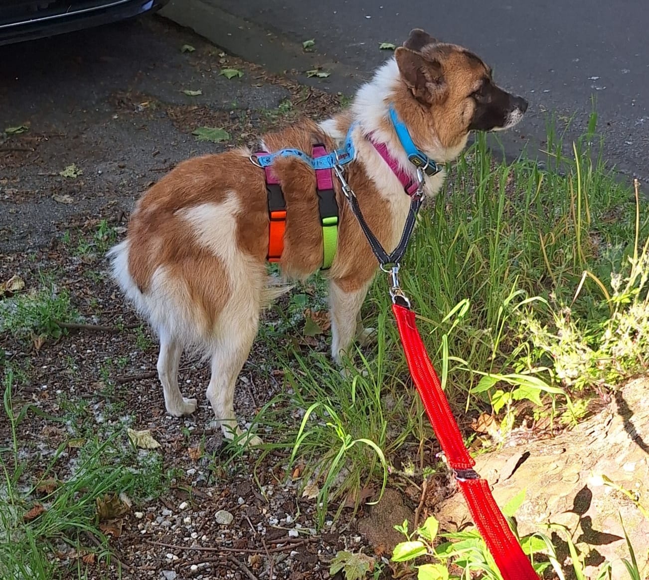 Alma is waiting for visitors in her foster home in 46049 Oberhausen! 🍀🥰