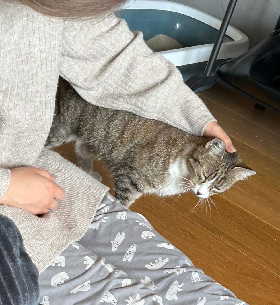 Mitzi enjoys the cuddles in her new home, purrs and seems very relaxed 🤗🥰