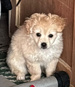 Pearl can be visited in foste home 59368 Werne! 💖🙏