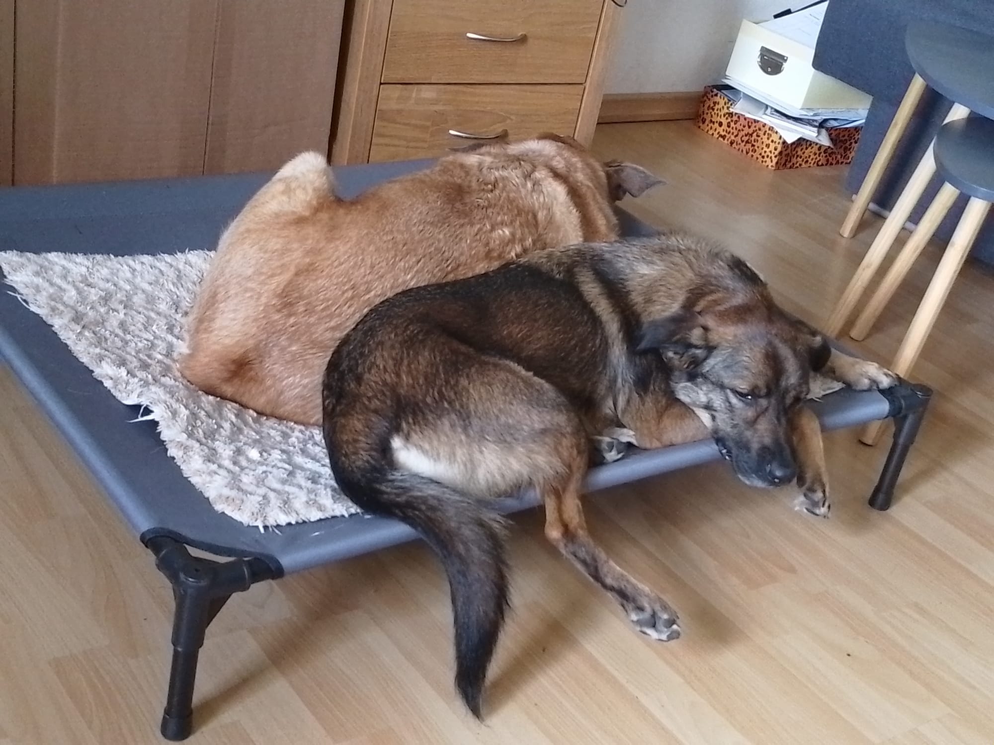 Enya took a very nice walk today, and she is sending her regards! 🤗💖