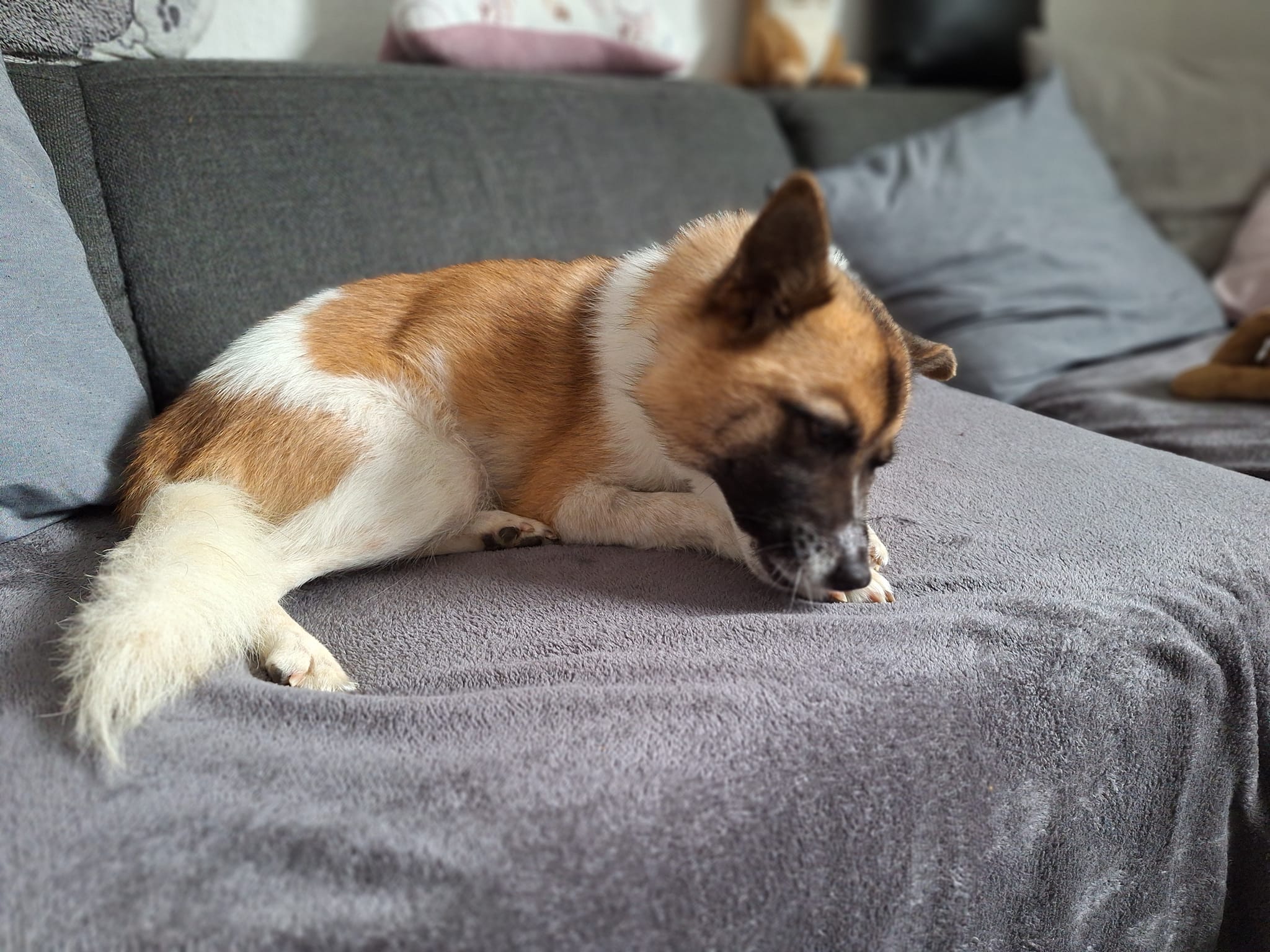 Alma will be moving to her new home in the next few weeks! 🍀🥰