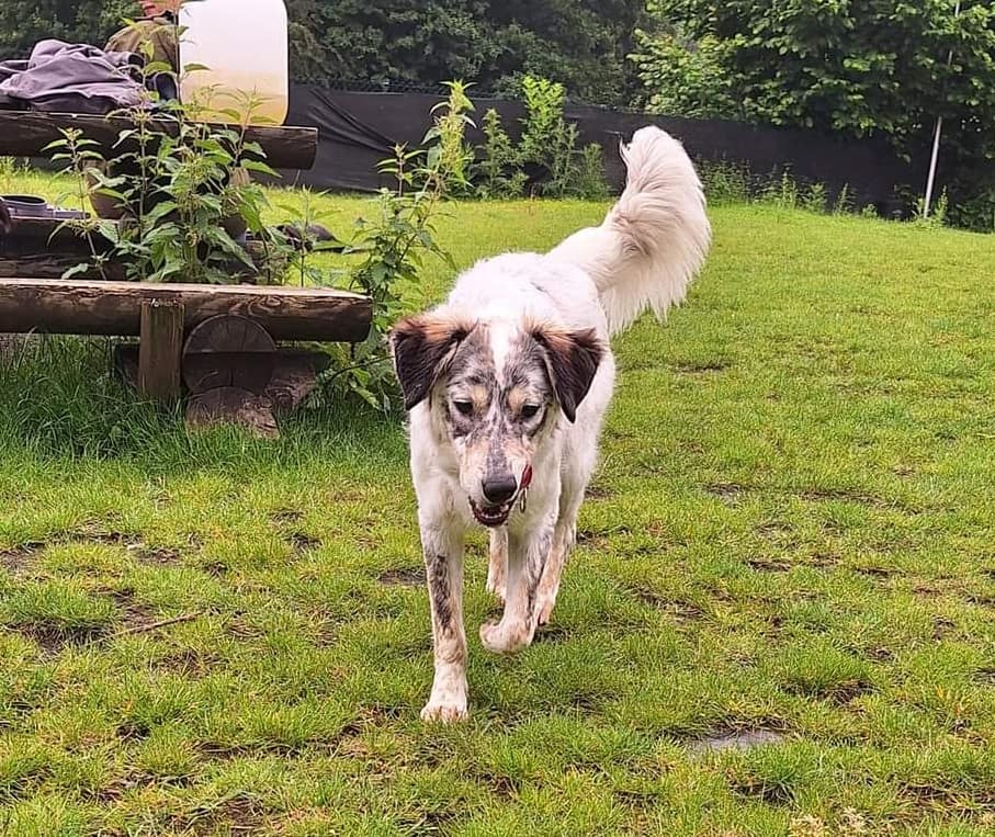 Update on Rocco: he is doing well in his new foster home! 🙏💖