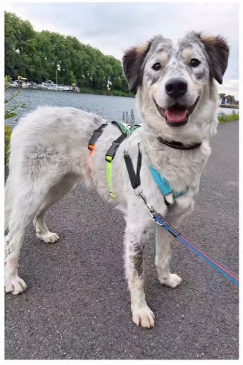 Rocco is waiting for visitors in 46049 Oberhausen! 🍀🙏💖