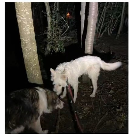 Cotton arrived safely in Holland!