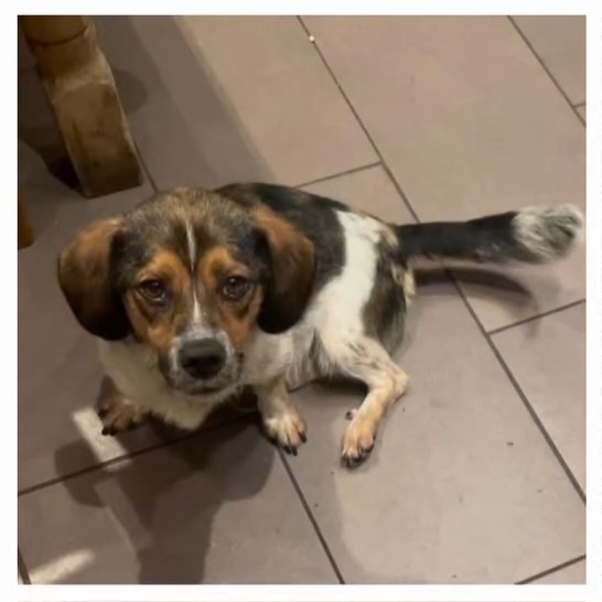 Little Pixi is waiting for visitors in his foster home near Munich! 🙏💖