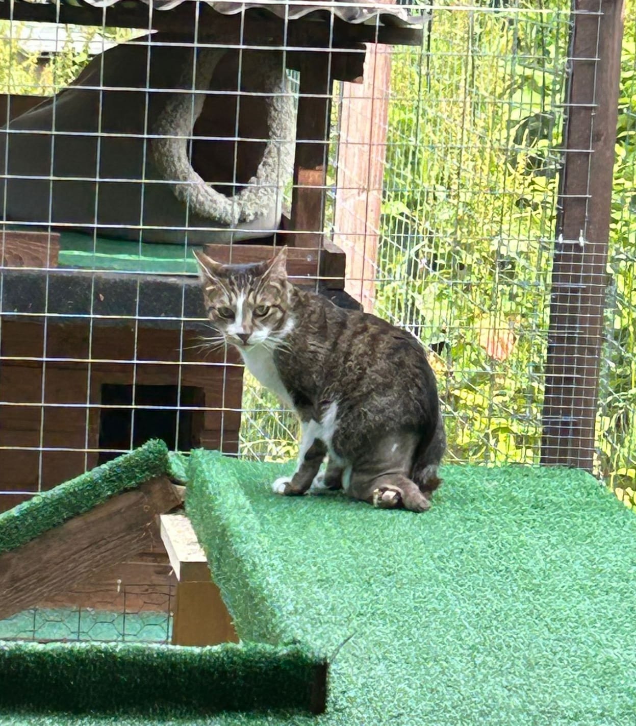 Handicapped Hope loves being outside catching bugs and lurking on mice