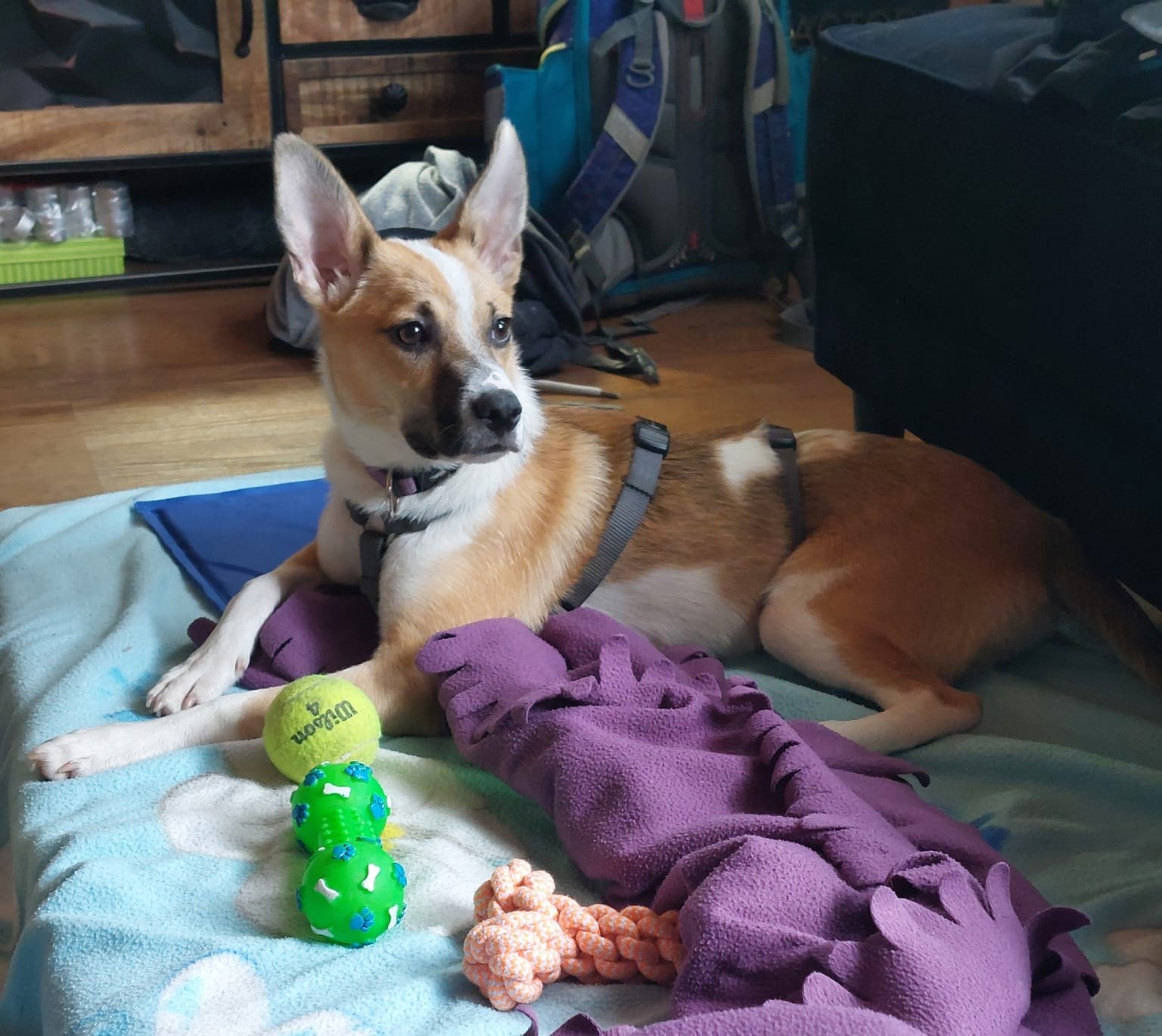 Rubina has been adopted and is now a member of a lovely family! 🥳🍀