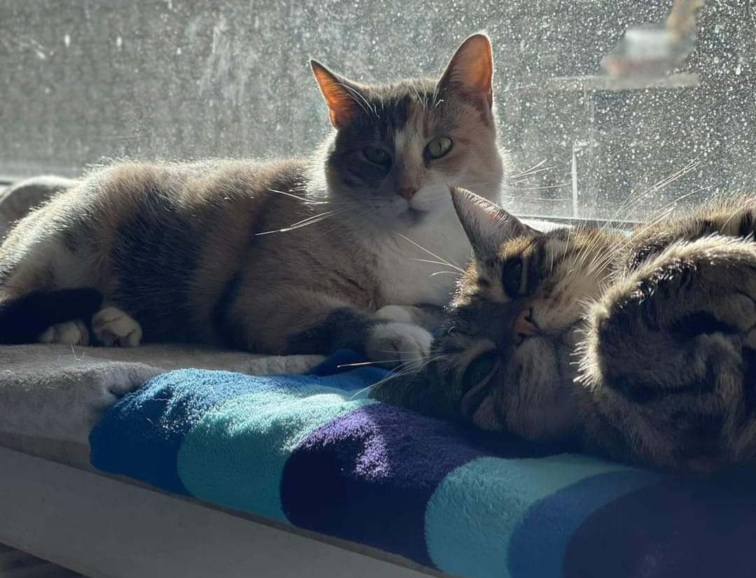 Molly is very happy with Mao the cat! 🤗💖