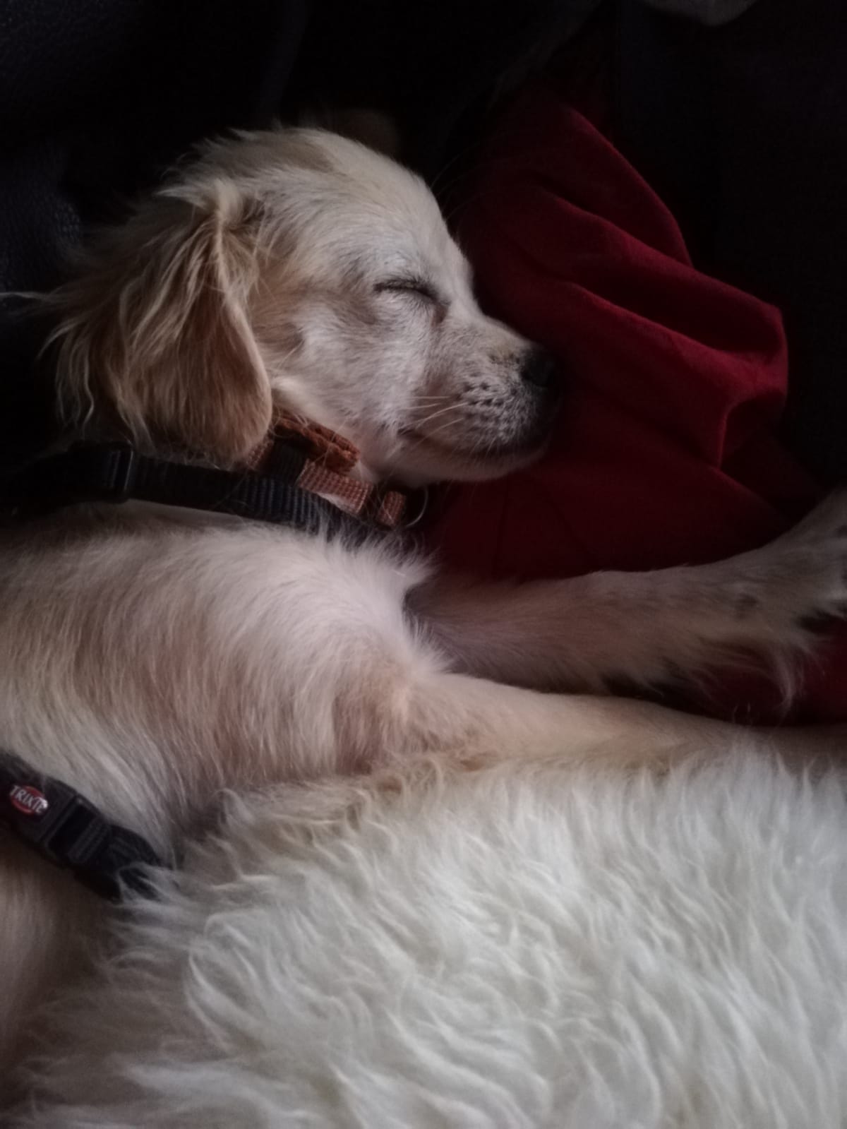 Pearl has settled in great and is happy to be pampered! 🤗💖