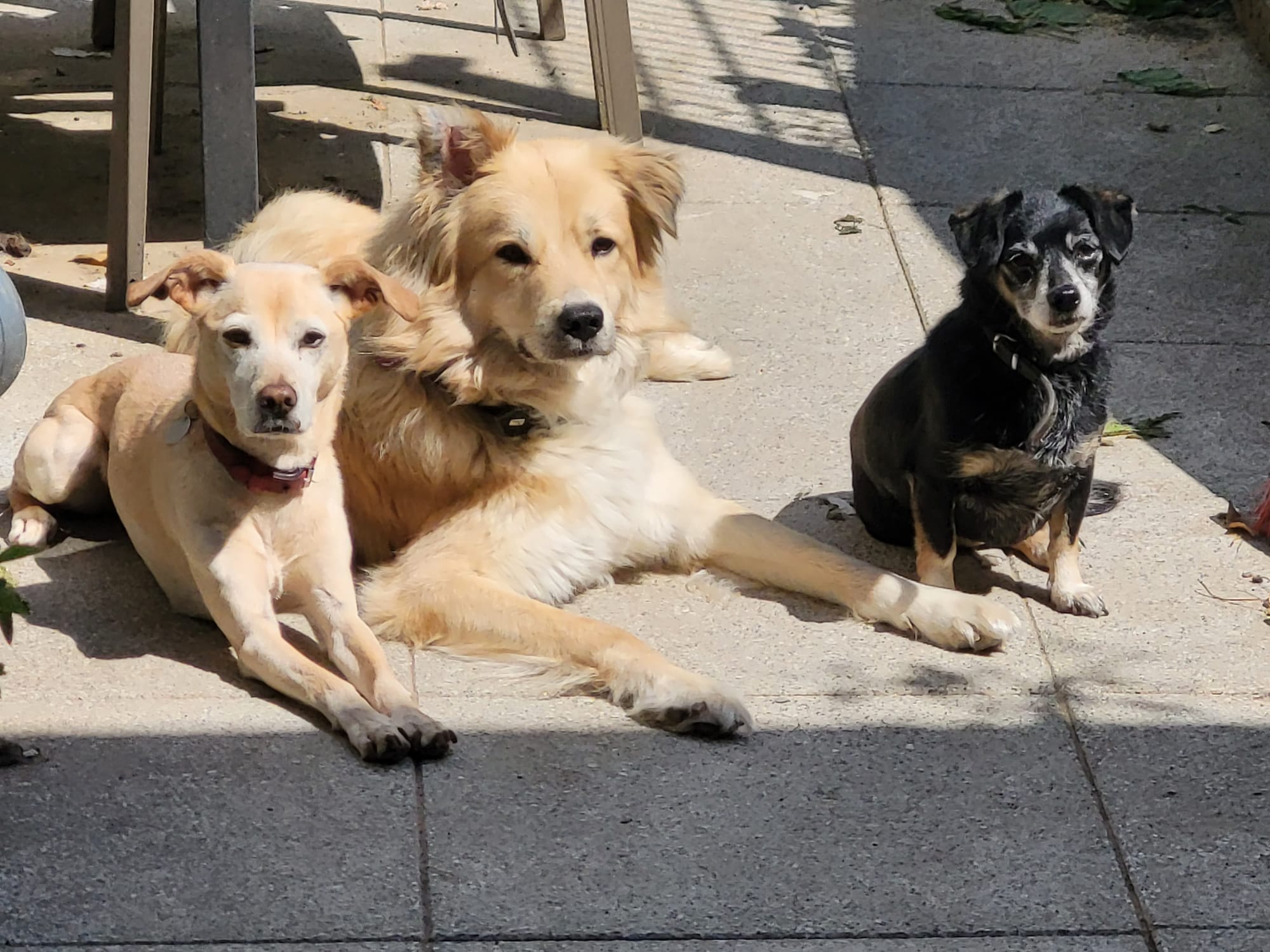 Wishing you all a lovely summer from a very special trio! 🤗🙏
