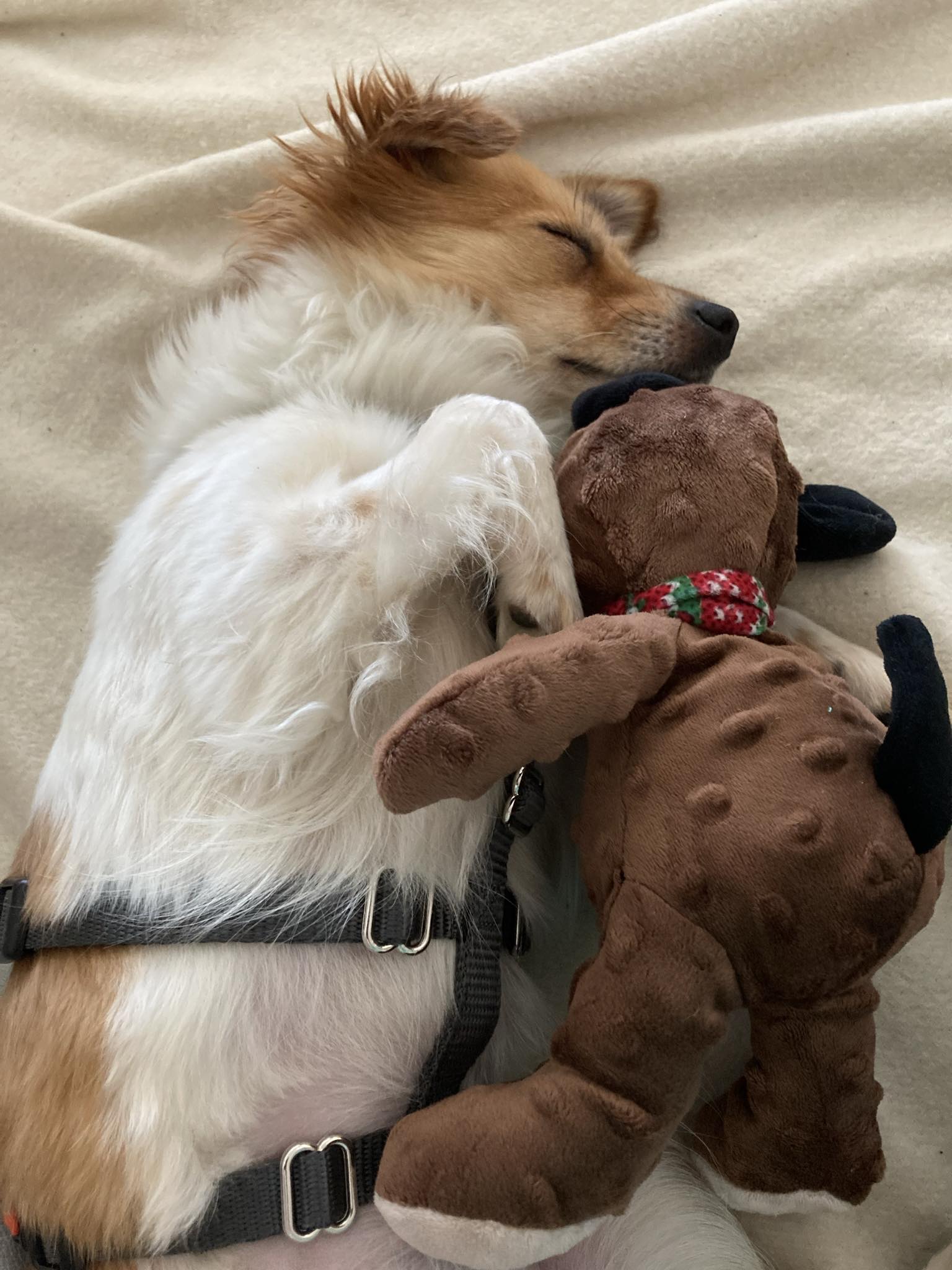 A wonderful happy ending for the little chain dog! 🙏💖