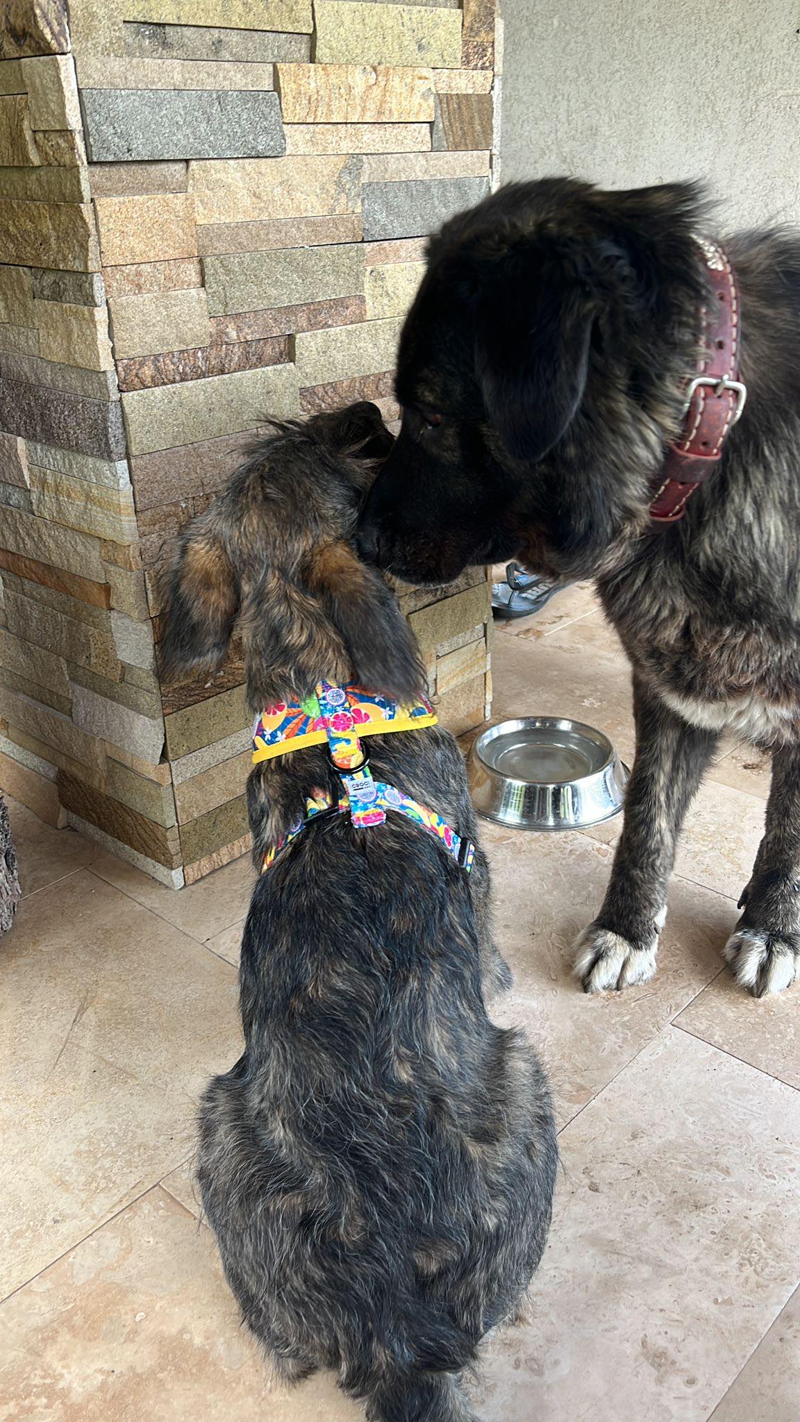 The home trial went well and little Cori has been adopted! 🙏💖