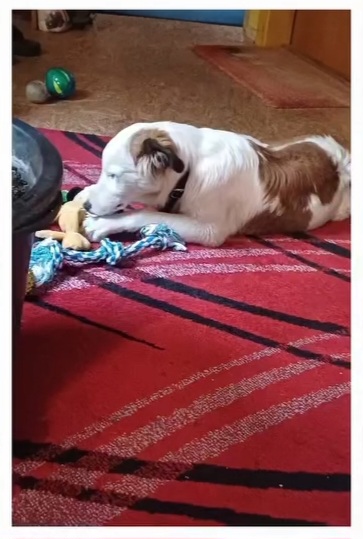 Galbenush, now Rudi, felt immediately at home in his new family! 🤗💖🙏