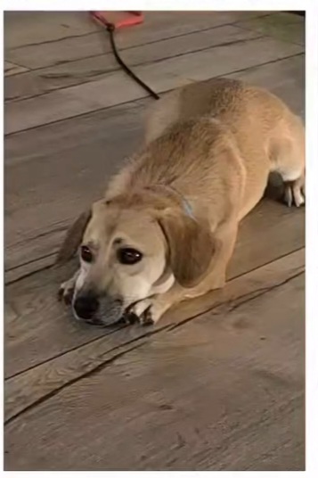 Dominique waiting for visitors in 73102 Birenbach! 🙏🥰🍀