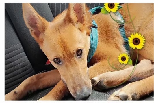 Little big Milo is happy in his family!