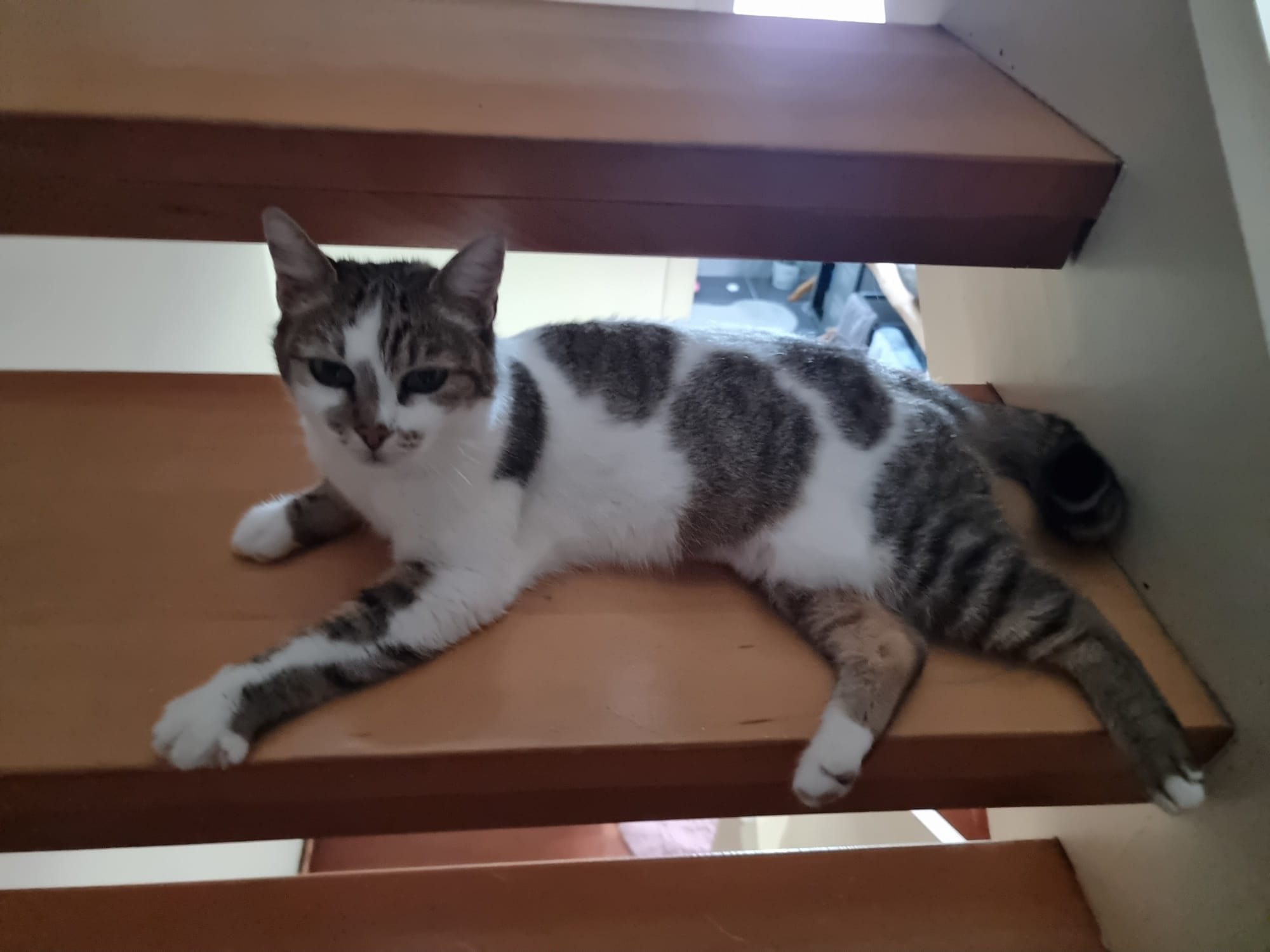 Dear Luna slept well and is bravely exploring – the stairs –  in her new home! 😁🥰