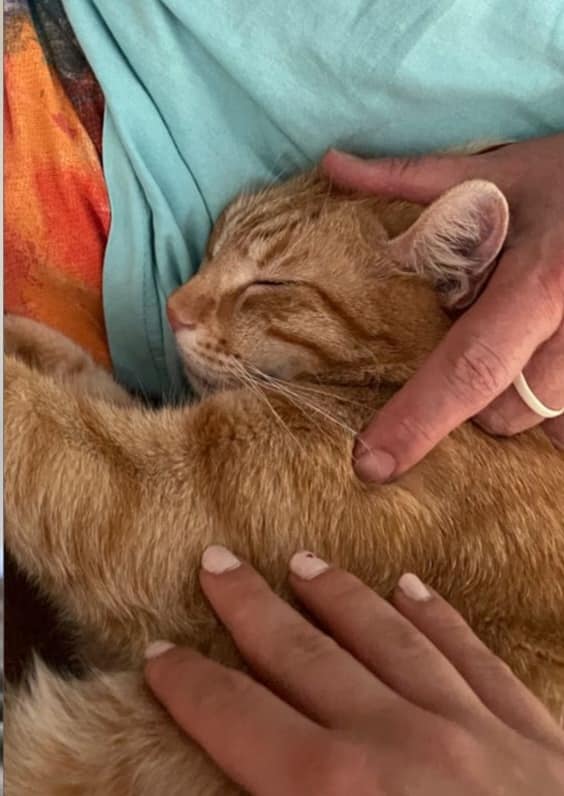 Cat Alben has settled well in his new home!🤗💖