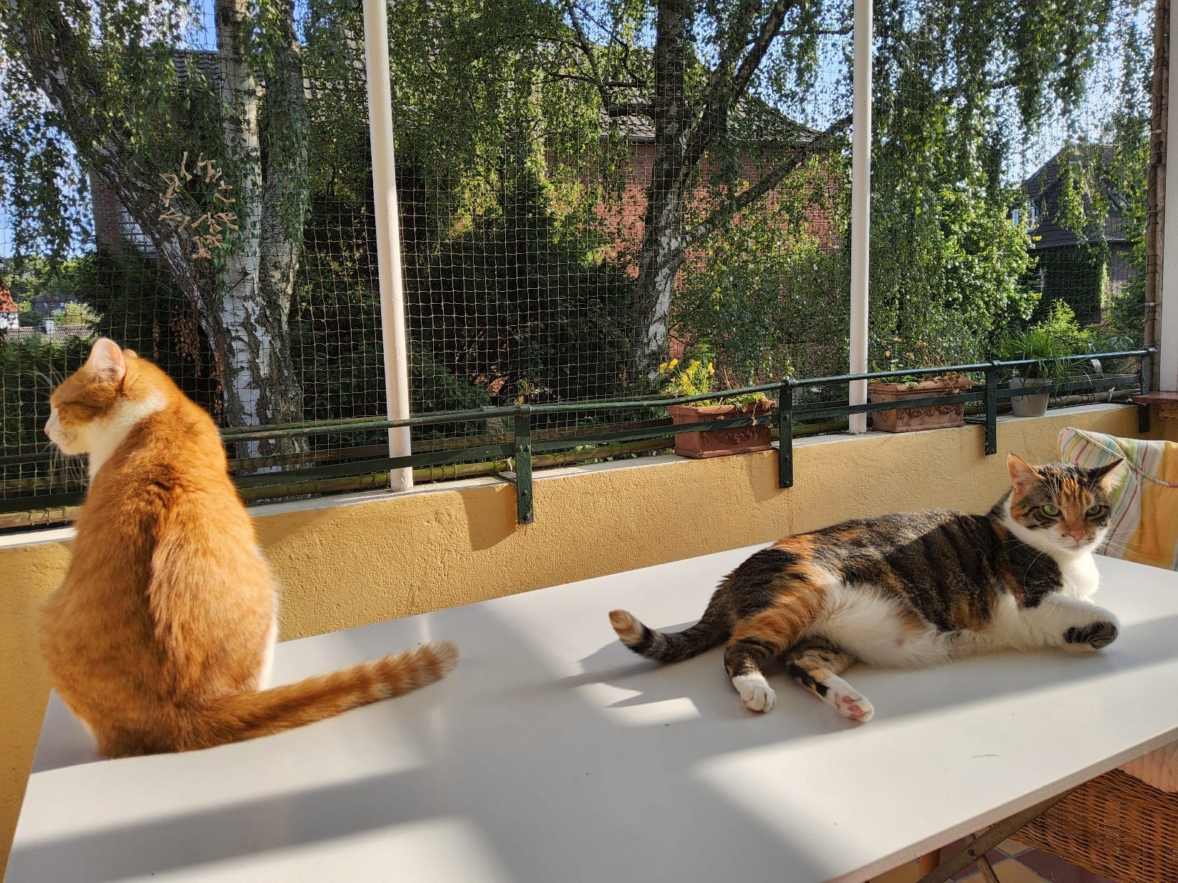 Jimmy (red) and Pamy are a great play-in couple! 🥰