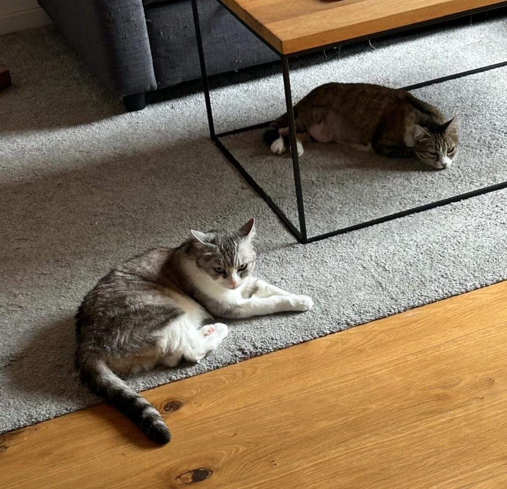 Mitzi in her new home with her new friend Minie 💖🤗