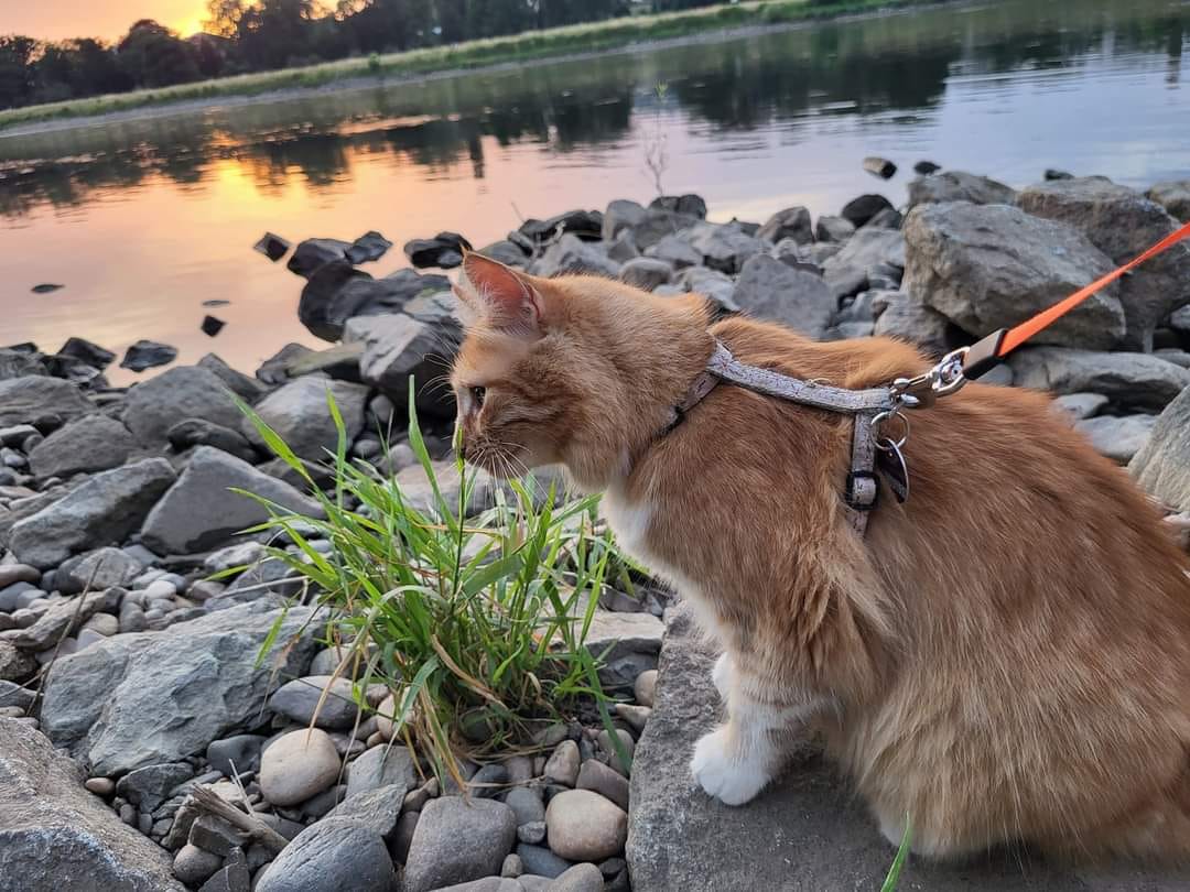 The one eyed beauty Mango is now called Siri