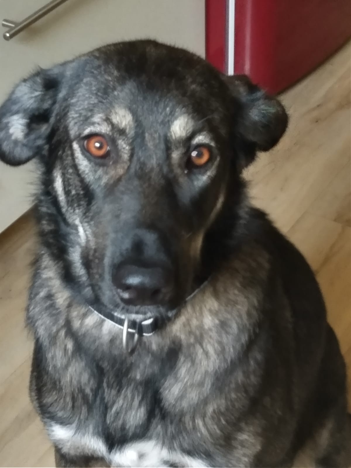 Cici in her home! 🙏💖