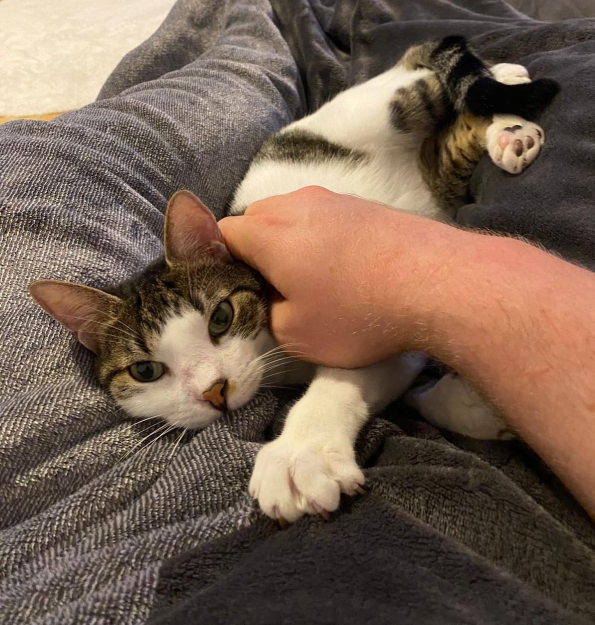 Peter Pan, now just Peter, settled in very well! 🤗💖