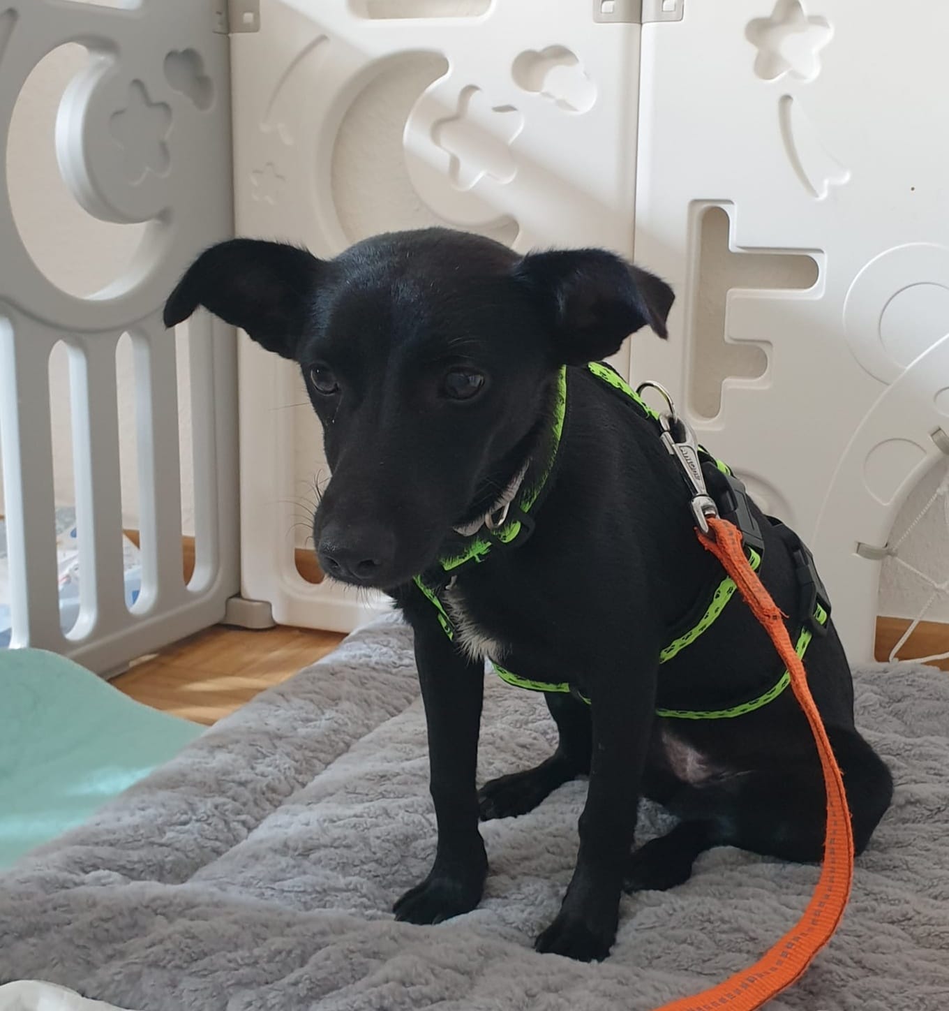 Little Oompa has arrived well at her foster home in Hannover! 🙏💖