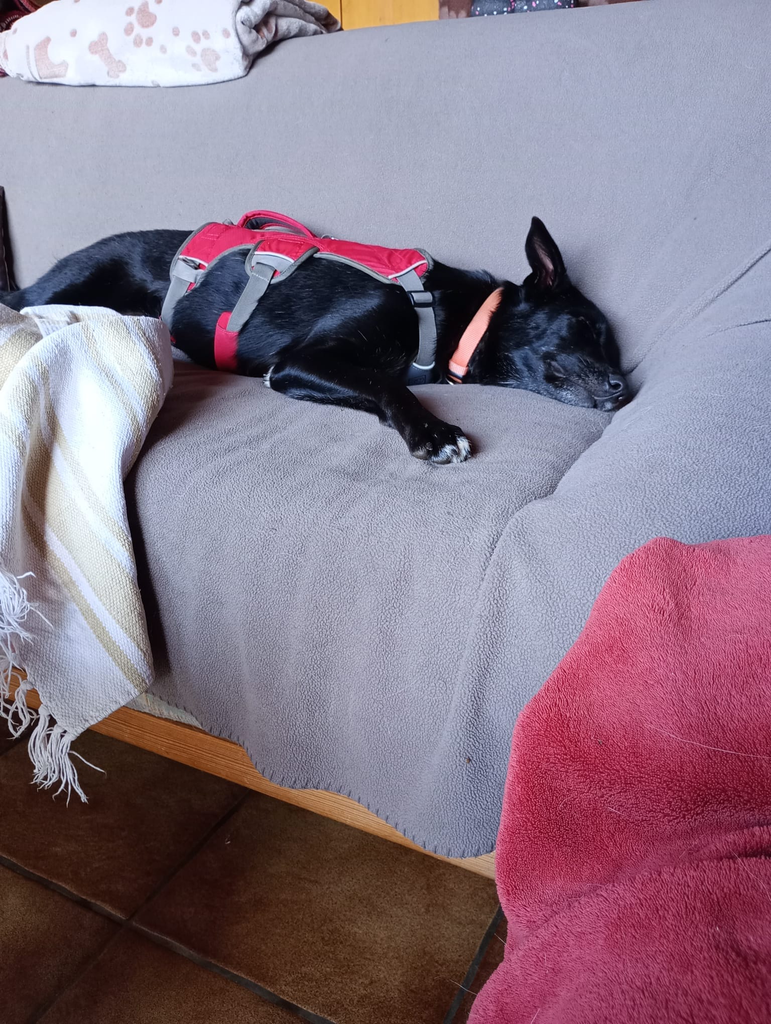 Peggy found her humans and got a new buddy! 🥳💖