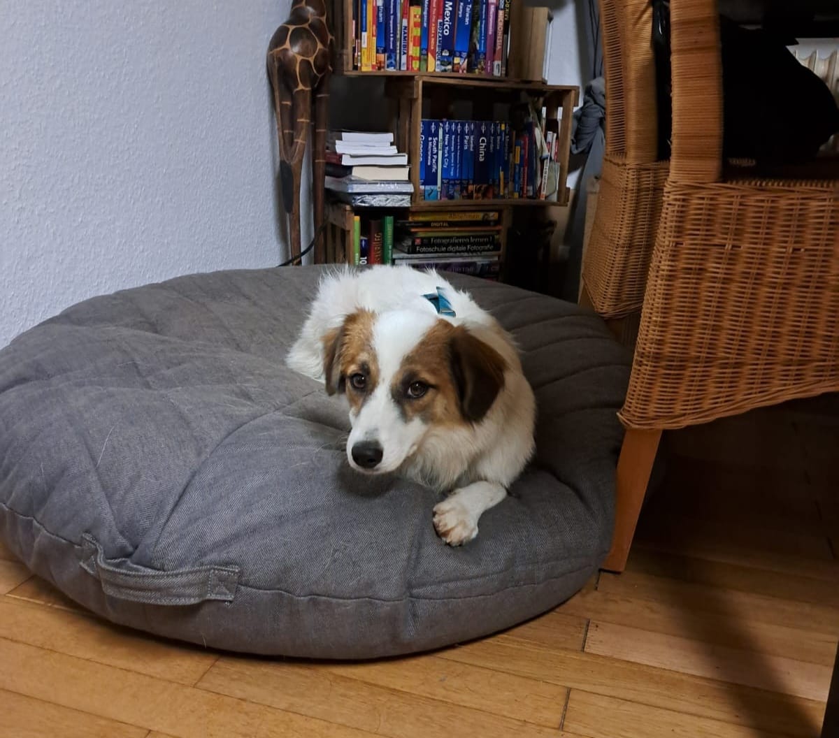 Mariposa arrived safely at her foster home! 🤗