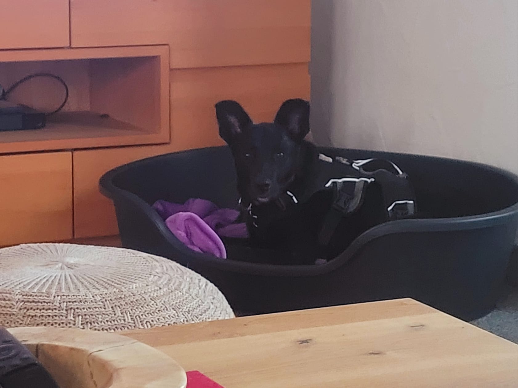 Kirby found his family and is very happy! 💖🤗