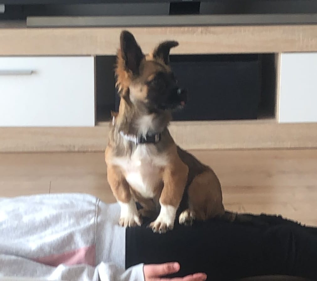 Bosley has arrived safely to his family! 🙏💖