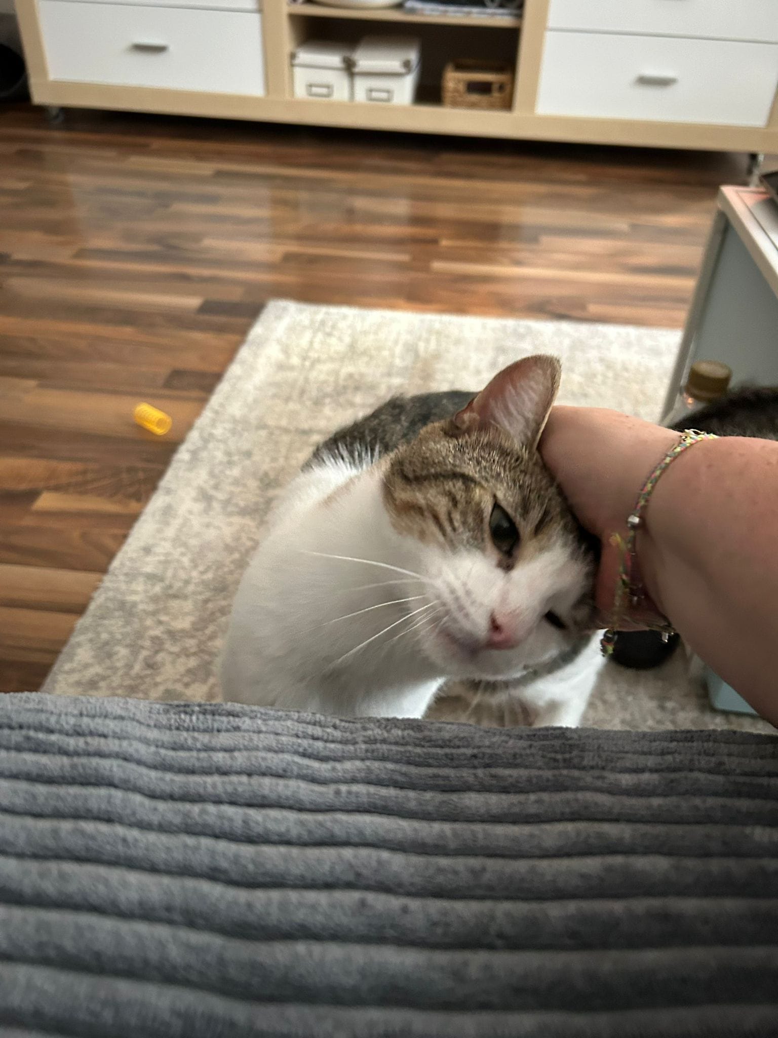 Poc and Lucky were out and about all over the house! 🤗🥰