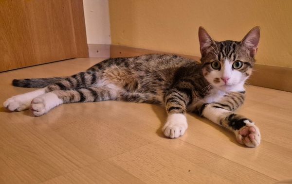 Little Tony is happy now in his foster home 🤗🙏