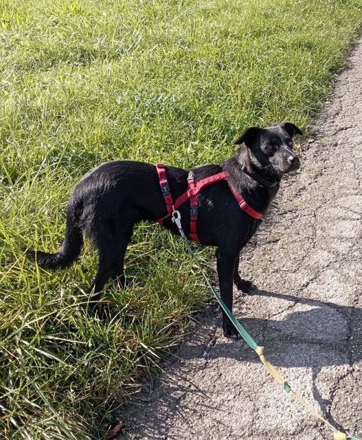 Farina happily walking in the yard! 🙏🥰