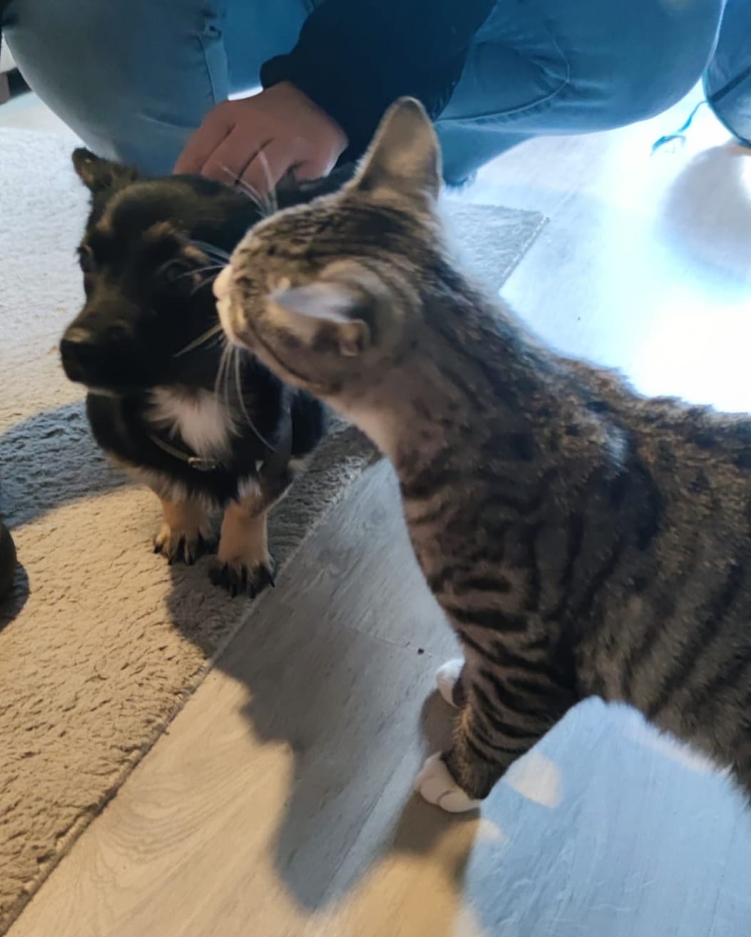 Sabrina has already met the house cat 😻