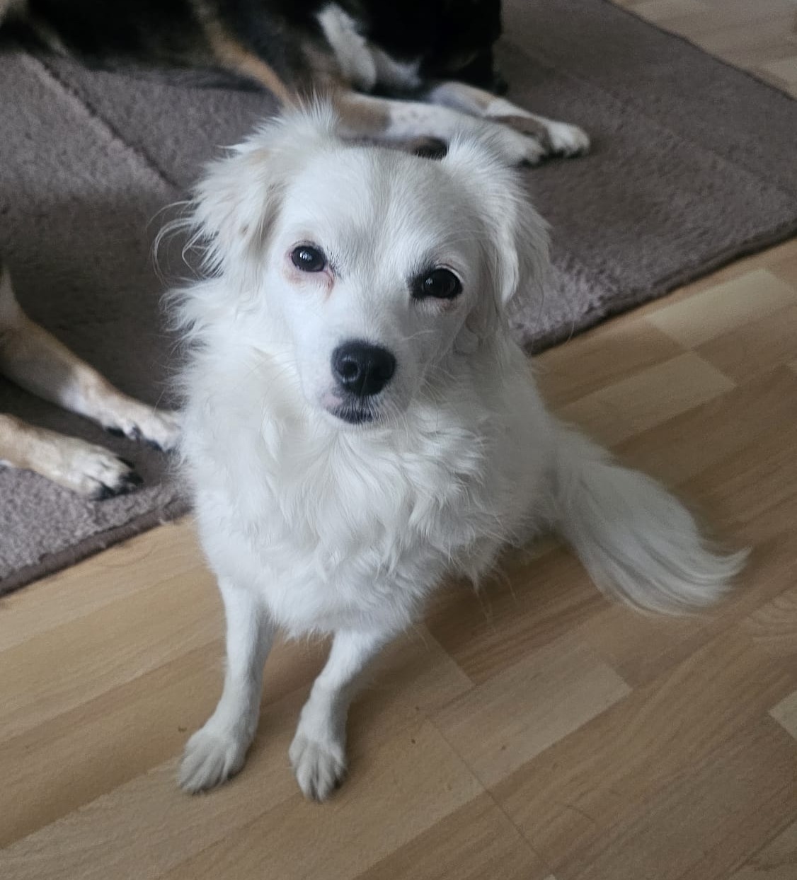 Snowi is waiting for visits in foster home 46117 Oberhausen! 🍀🙏