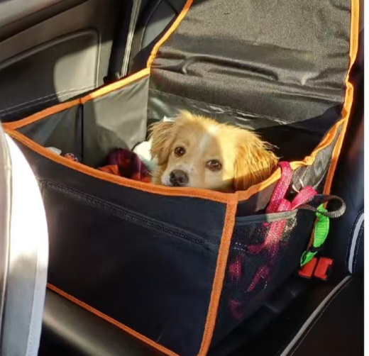 Little Gutza, the son of Snowy, has settled in very well 🤗🙏