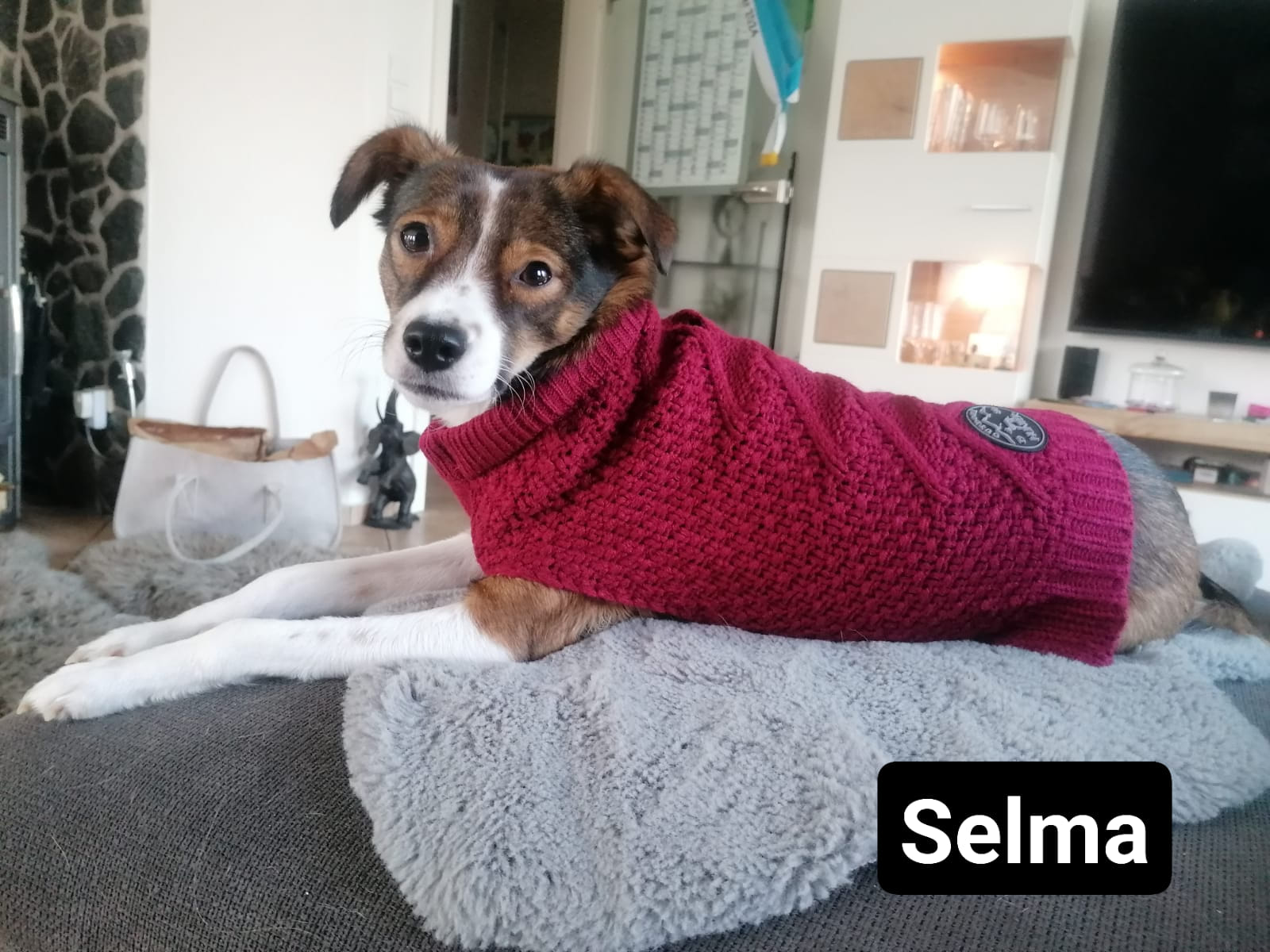 All 5 of Selma’s pups found loving homes!! 💖🙏