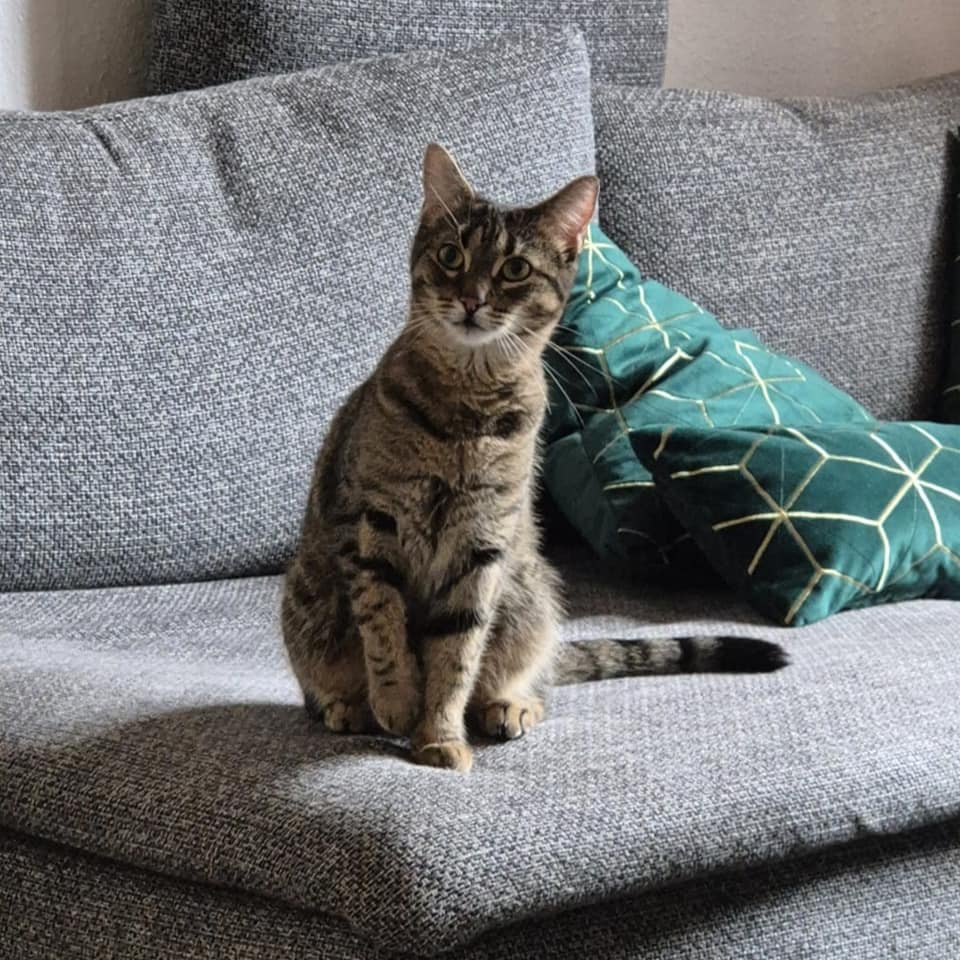 Cookie is curiously looking at everything in the new home and Elsa already wants to snuggle 🤗🥰
