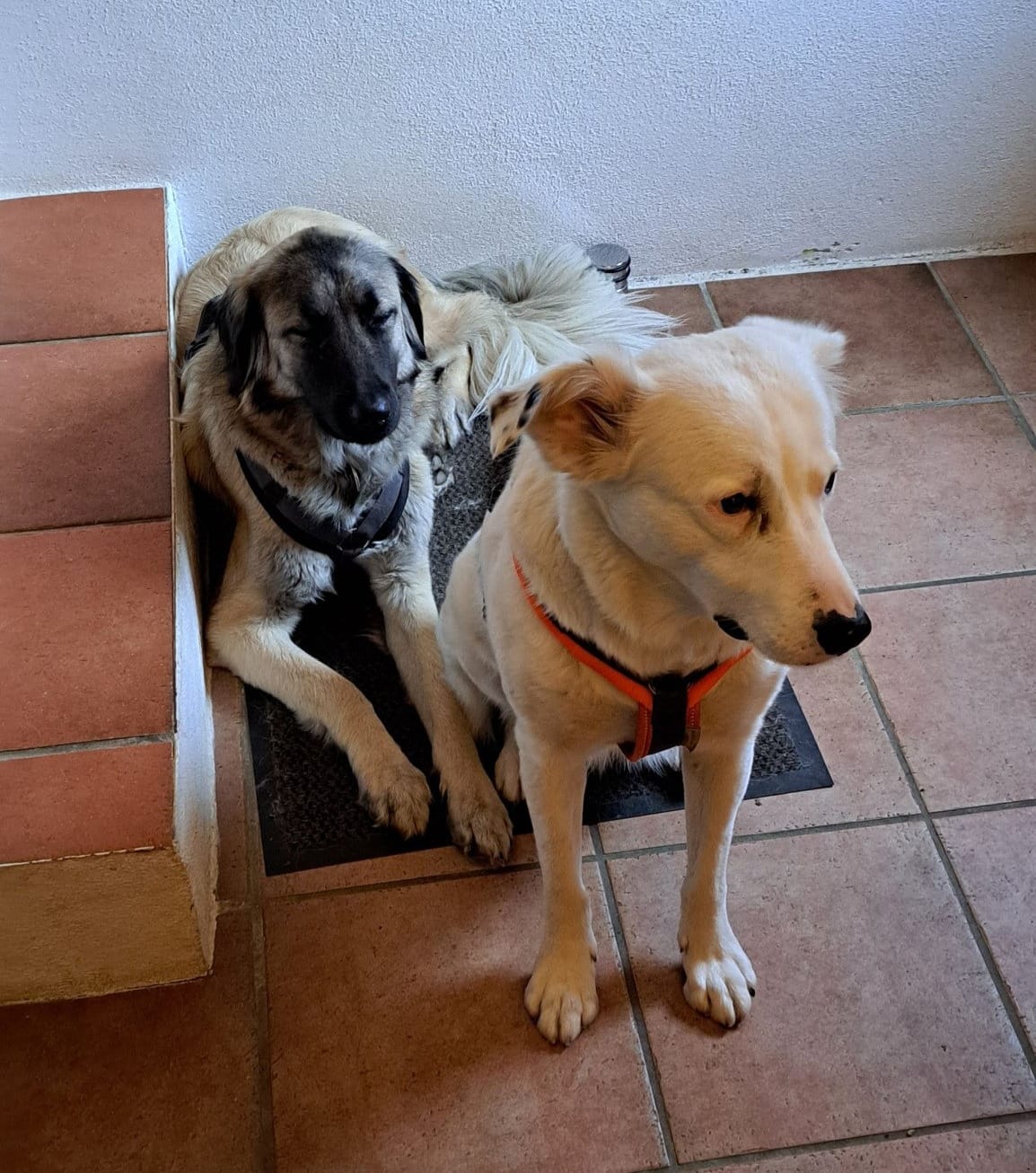 Leni is doing great! 🥰🤗