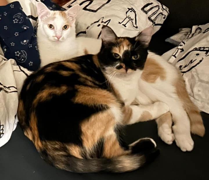 Pretty little Maxi is blossoming more and more! 🙏🥰